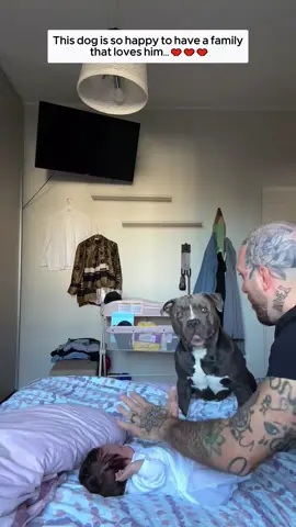 Best friends #dog #babydog #bestfriend #pitpull #animals #animalsoftiktok #animalrescue 