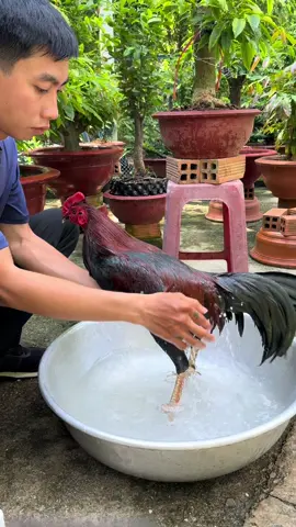 cách tắm mạt cho gà , giúp bóng lông #channuoiga #gà  