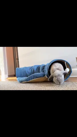 Boo! 🤪 #bluethegraybunny #bunnylife #PetsOfTikTok #hollandlop #happybunny #adayinthelife #mylifebelike #bunnytok 