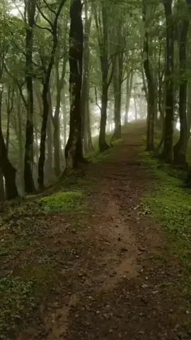 quicksilver  #waffleshorts #shorts #quicksilver #logo #trending #tiktok #affiliate #fyp #fypシ゚viral #foryoupage 