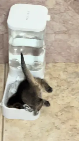 poor baby #cat #kitty #funny #funnycatvideo #babycat #scottishfold #fyp #viral #blowup 