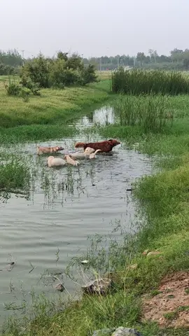 the big dog is so careless that theft can happen easily.