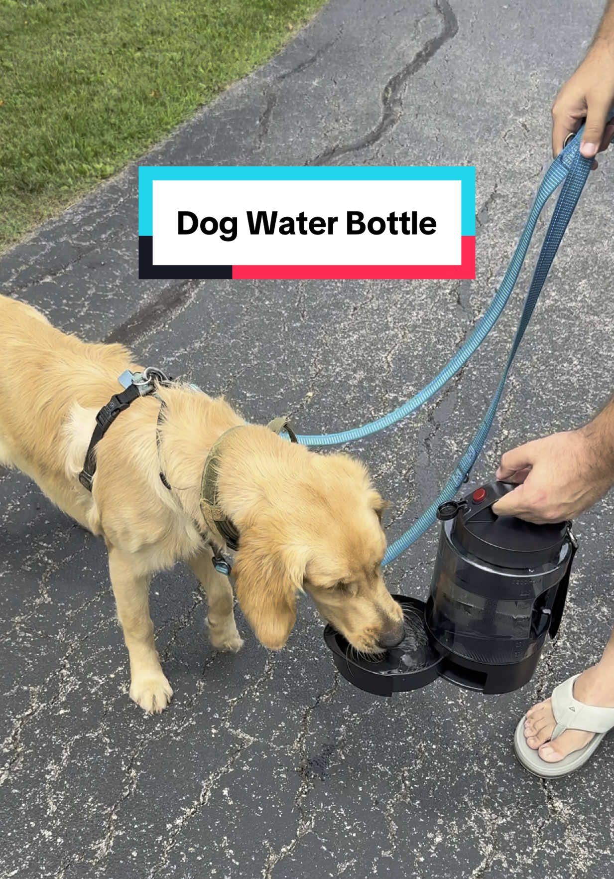 We love this as we get clean water for #puppies everywhere we go! #petlover #dogwaterbottle #dog #dogwaterfountain #dogwaterbowl #dogwaterdispenser #dogowners #dogproducts #tiktokshop #tiktokshopfinds #tiktokshopcreatorpicks 