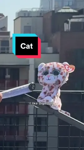 guy interviewed a cat