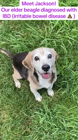 As a veterinary technician, I was so glad to have found something that works for him! He’s already on a special diet but these @PetLab Co. probiotic chews have been a effective addition to controlling his specific IBD symptoms.  #beagle #sugarface #probiotics #dogsoftiktok 