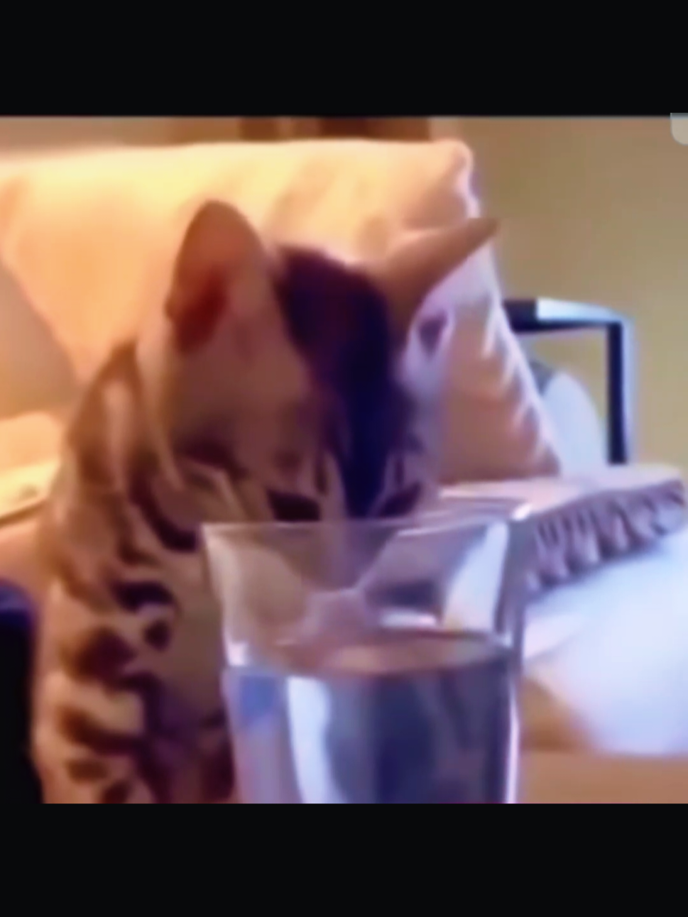 #tiktokviral #videoparatiiiiiiiiiiiiiiiiiiiiii #lindogatitoooo🐱 #foryoufyp #pechochogatito 