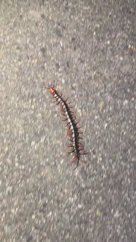#Centipedes 