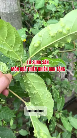 Lá sung tật món quà của thiên nhiên với sức khỏe #tamthaoduoc #suckhoe #meovat 