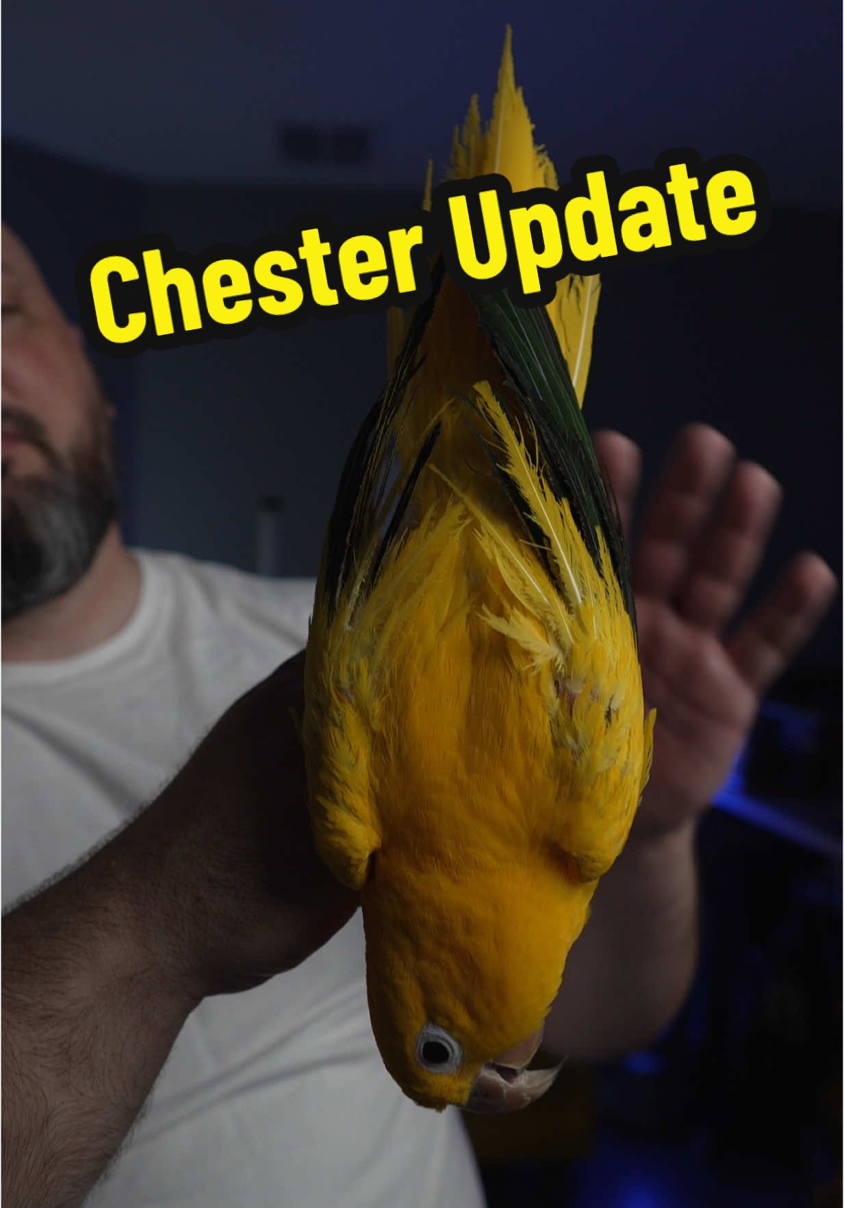 An update for Chester, our local barber. #goldenconure #conure #parrot #petbird 