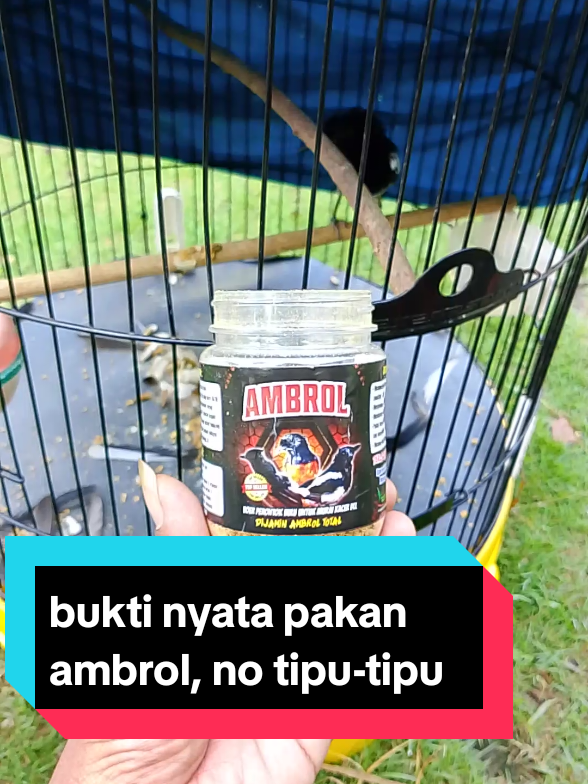 voer ambrol nyata banget no tipu-tipu,cuma di sini tidak ada di tempat lain,makanya yuk co sekarang juga#perontokbulu #ambrol #voerburung #voerperontokbuluburung #penggacorseketika #kicaumania #kicaumaniaindonesia 