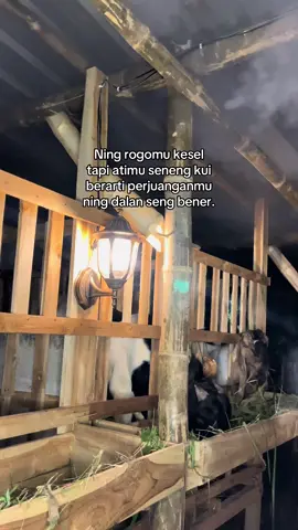 #peternakmuda #fypage 