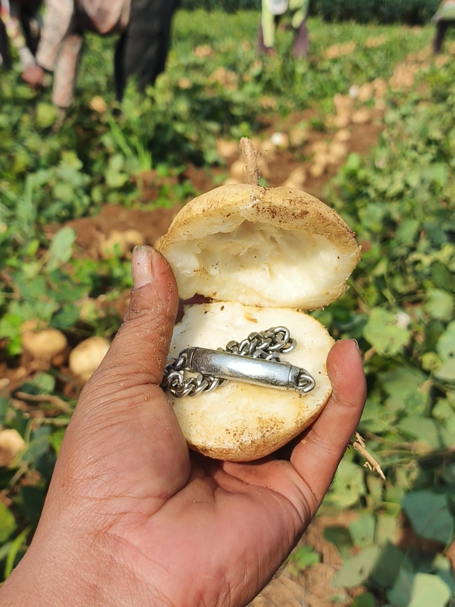 buah petis❤️‍🔥  #bengkoang  #lampung 