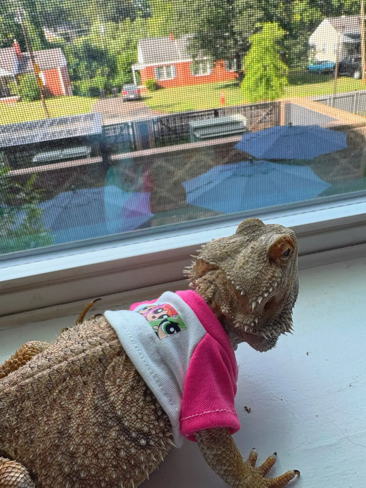 #beardeddragon #fyp #mypet 