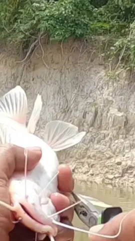 mancing baung umpan kucur#mancingbaung #umpankucur #umpanjitu #mancing 