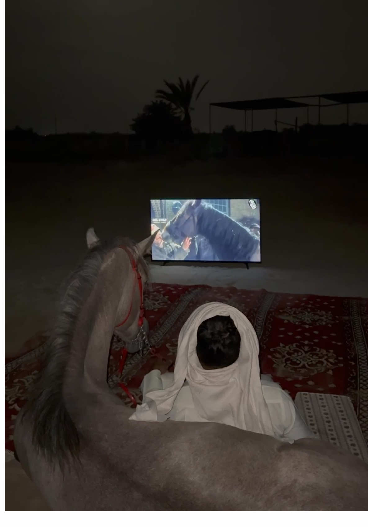 #الخيل_العربي_الاصيل🐎 #اكسبلور #الخيل #fyp 