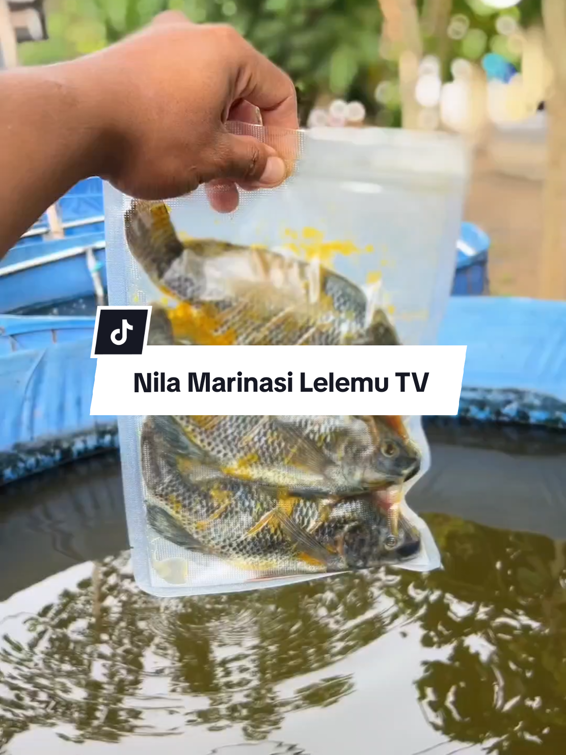 setelah ikan lele marinasi.. kini tersedia ikan nila marinasi.. inovasi mantap buat kita yang mau menjual sendiri ikan hasil panen serta bisa mendapatkan harga jual yang tinggi 👍😁😊☺😍 #motivasi #nila #ikannila #nilamarinasi #ikannilamarinasi #fyp #budidayaikan #budidayanila 