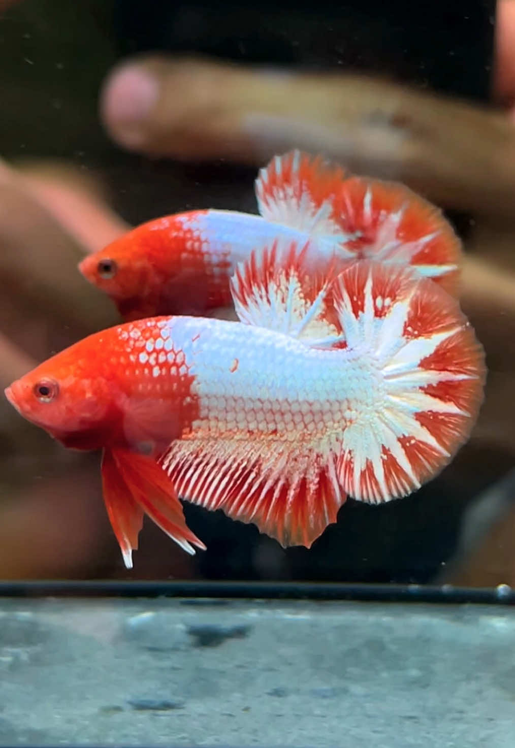 FCCP Orange🤍🧡  #bvbettaind #bettaenthusiast #bettaddict #livecupang #fccpindonesia #fccp #fccpbetta 