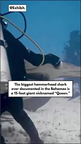 She’s also 7 feet wide — measured across the head — making her one of the largest great hammerheads ever recorded anywhere on Earth. Queen has been spotted multiple times near Bimini, where researchers track her movements and behavior. Size like this isn’t just rare — it’s nearly prehistoric. #Exhibit #HammerheadShark #QueenTheShark #BahamasWildlife #MarineBiology #SharkTok #OceanGiants #NotebookFacts #SmartTok #LearnOnTikTok #ExhibitNature #tiktokuniversity #SharkScience #MarineResearch #AnimalFacts #FYPschool #OceanLife #PrehistoricSize #DeepSeaFacts #WildlifeEncounters #WrittenWisdom #LargestSharks #SeaCreatures #NatureIsMetal #QuickFacts #DidYouKnow 