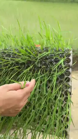 Khay gieo mạ ném #thapxanh #hieuthapxanh #khaygieoma 