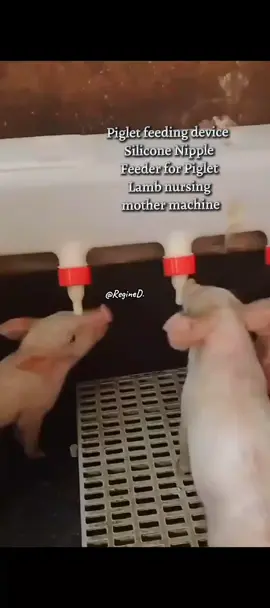 Piglet feeding device Silicone Nipple Feeder for Piglet Lamb nursing mother machine #pigfeeding #piglet #baby sleeping feeder #trendingtiktok #legit💯 #fypシ #tiktok #trendingtiktokviral #foryoupageofficiall #milkproduction #boost 
