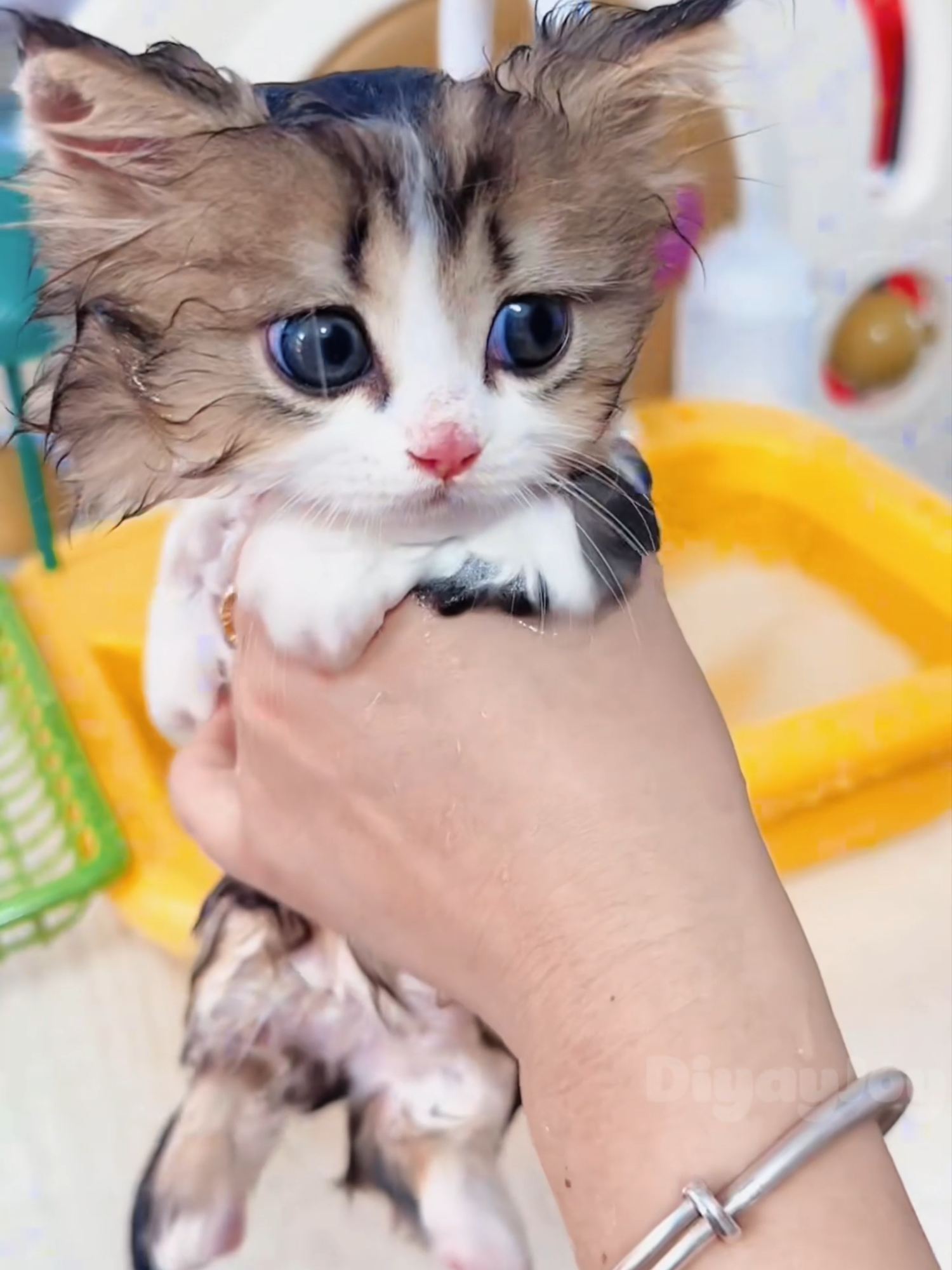 Phản ứng của chú mèo con này sẽ khiến bạn tan chảy 📷#cat #cutte #kitten #meo #funny #Meo #meow