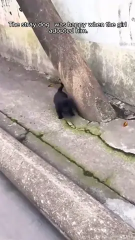 Rescue the stray dog . #rescue #rescueanimals #animals #fyp #dog #rescuedog 