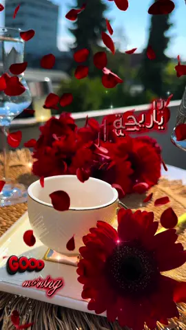 #صباح#الورد#الفل#الياسمين#صباح_الخير #صباحكم_أحلى_صباح #متابعيني_الغالين #صباحات#صباحياتي🌸🎼 #goodmorning #Love #flowers #coffee #storytime #لايك__explore___ #لحن_الروح🎻  @لحن الروح🎻  @لحن الروح🎻  @لحن الروح🎻 
