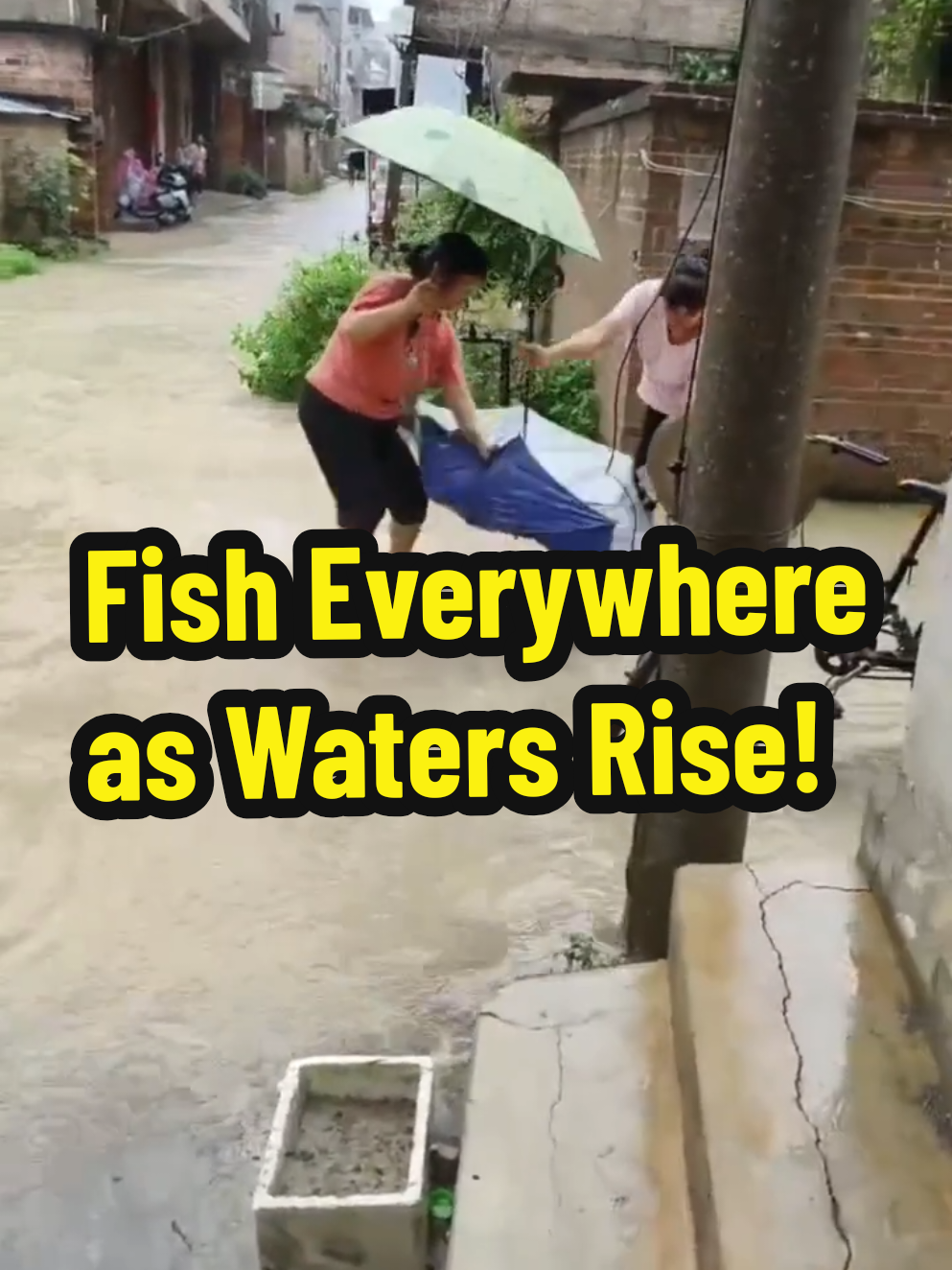 In a small village in China, something incredible happens during flooding: fish appear everywhere—on roads, in yards, and even right outside people's homes. As the river overflows, villagers rush into the rising waters with nets and baskets to catch the fish. It's a rare natural event that turns into a lively, communal effort to gather fresh food for the day. What looks like chaos is actually a tradition of working with nature. An amazing sight you won't believe! #FloodFishing #ChineseVillage #NaturePhenomenon #FishInTheStreet #FloodSeason #ViralMoments