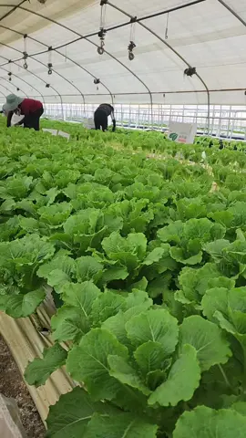 #clamhanquoc ##vieclamhanquoc #hanquoc #nongnghiephanquoc 