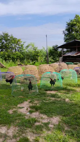 กาดแดดตอนเช้าครับ#ไก่พม่า#CapCut 