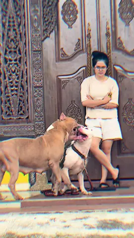 Before & After #CapCut #dogloversindonesia #americanbully #bullyxxl #fyp #americanpitbullterrier 