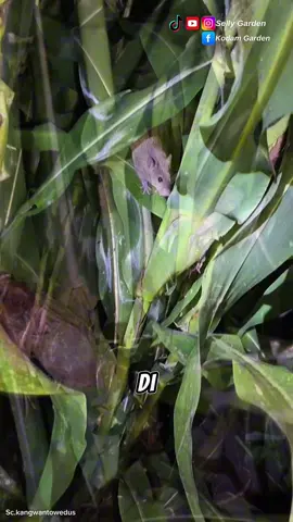 tikus jenis apa kira kira? #tikus #hama #pertanian #perkebunan #fyi #viral #reels