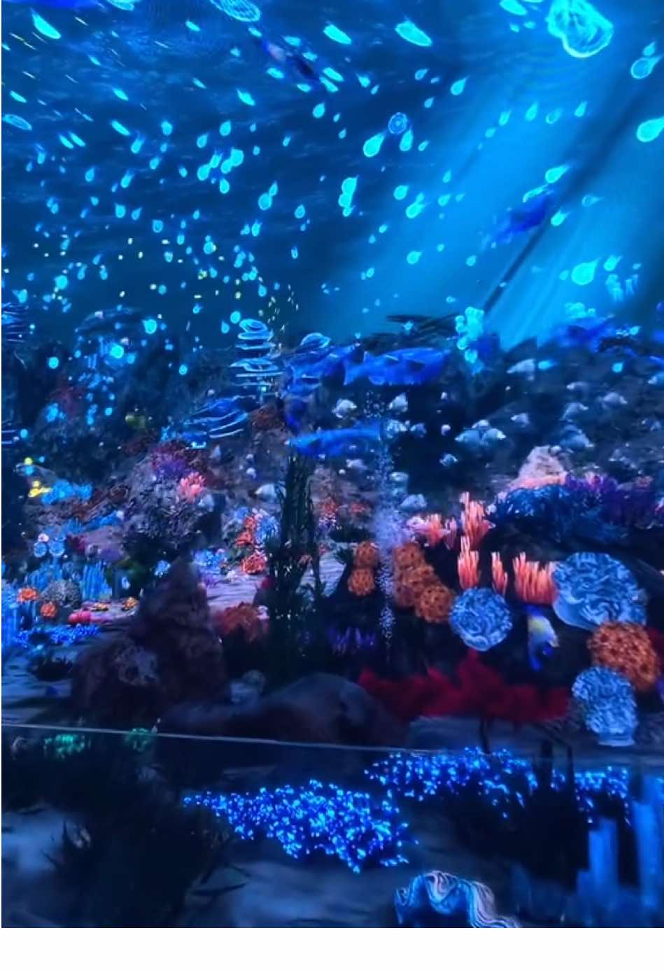 Sea World 🐋🪼💦❤️ #jtp2  #jatimpark2  #vip  #virtualimmersivepark  #vipjtp2  #viral  #malang  #wisatabatu 