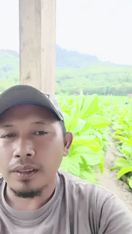 efek kaso +lempo fikiran beluset engak benang pelinthet #petaniindonesia🇮🇩🇮🇩🇮🇩🌿🌿 #petanibondowoso #petanisitubondo #petanijawatimur #tembakaujawatimur #petanitembakau #bawangmasgroup #hajiher #JJCapCut #mesemtakmana #CapCut 