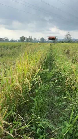 #petaniindonesia🇮🇩🇮🇩🇮🇩🌿🌿 #akudatangmelamarmu #viraltiktok #petanimuda #petanipadi #ntbpride🏝️🌴 #indonesia 