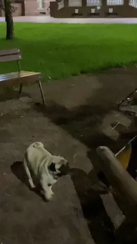 #pug #pugs #мопсы #мопс 