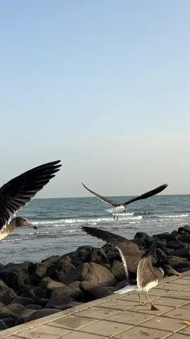 #تصويري #بحر #طلعه_صباحيه #اكسبلورexplore #اكسبلووووورررر #طيور #البحر #fypシ #حلي #القنفذة_القوز_حلي #كورنيش_ساحل_حلي 