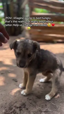 #dog #puppy #puppylove #puppyoftheday #animalsofinstagram 