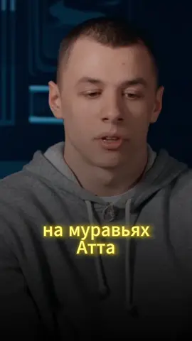 Муравьи атта #макан #муравьи #атта 