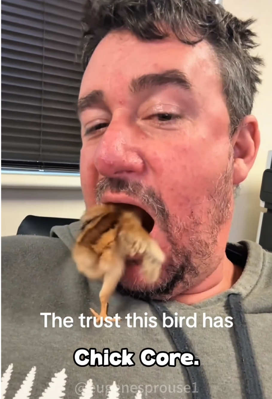 Chick 🐥 #chick #chicken #chickens #chickensoftiktok #foryou #fyp 