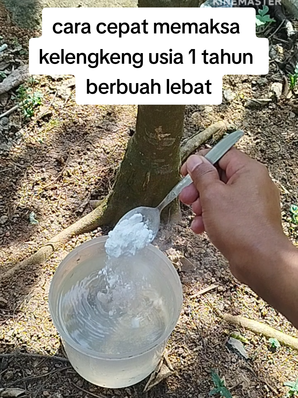 rekomendasi pupuk booster pelebat buah kelengkeng#pupuk#pupukkelengkeng#booster#pelebatbuah 