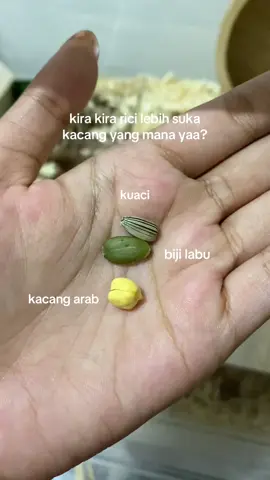 ada yang pernah kasih kacang almond ga ke hammy? #hamsters #hammy #hamstergang #kacang #hamster_team🐹🐭🔥🌈 #fypシ #makan #hamstersoftiktok #fyp #fyppppppppppppppppppppppp 