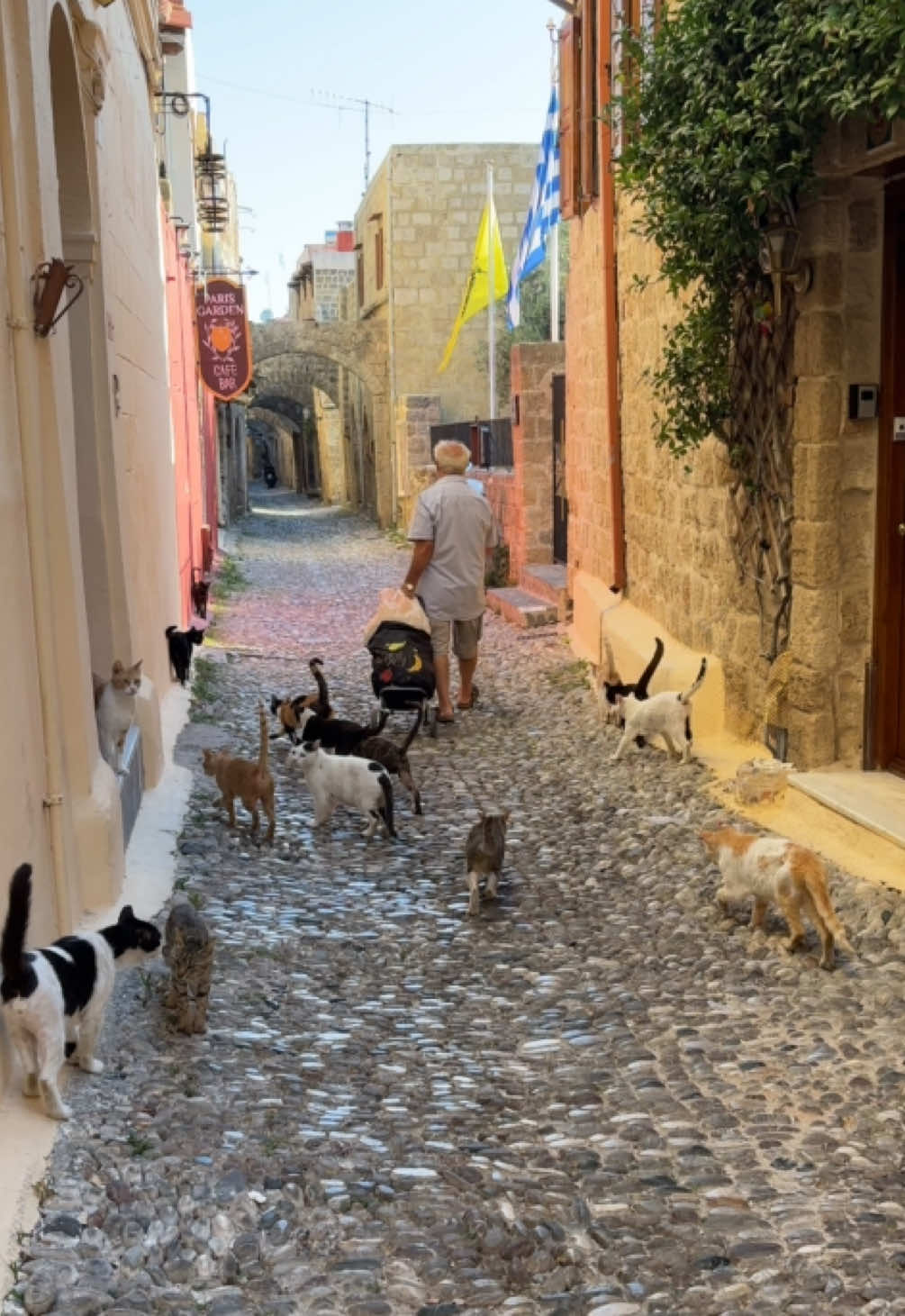 🇬🇷🐈🐈‍⬛❤️ #rhodes #rhodesoldtown #cats #greece 