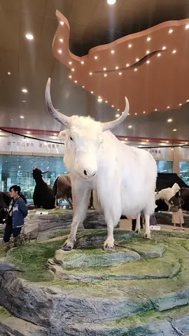 Bảo tàng bò Yak 