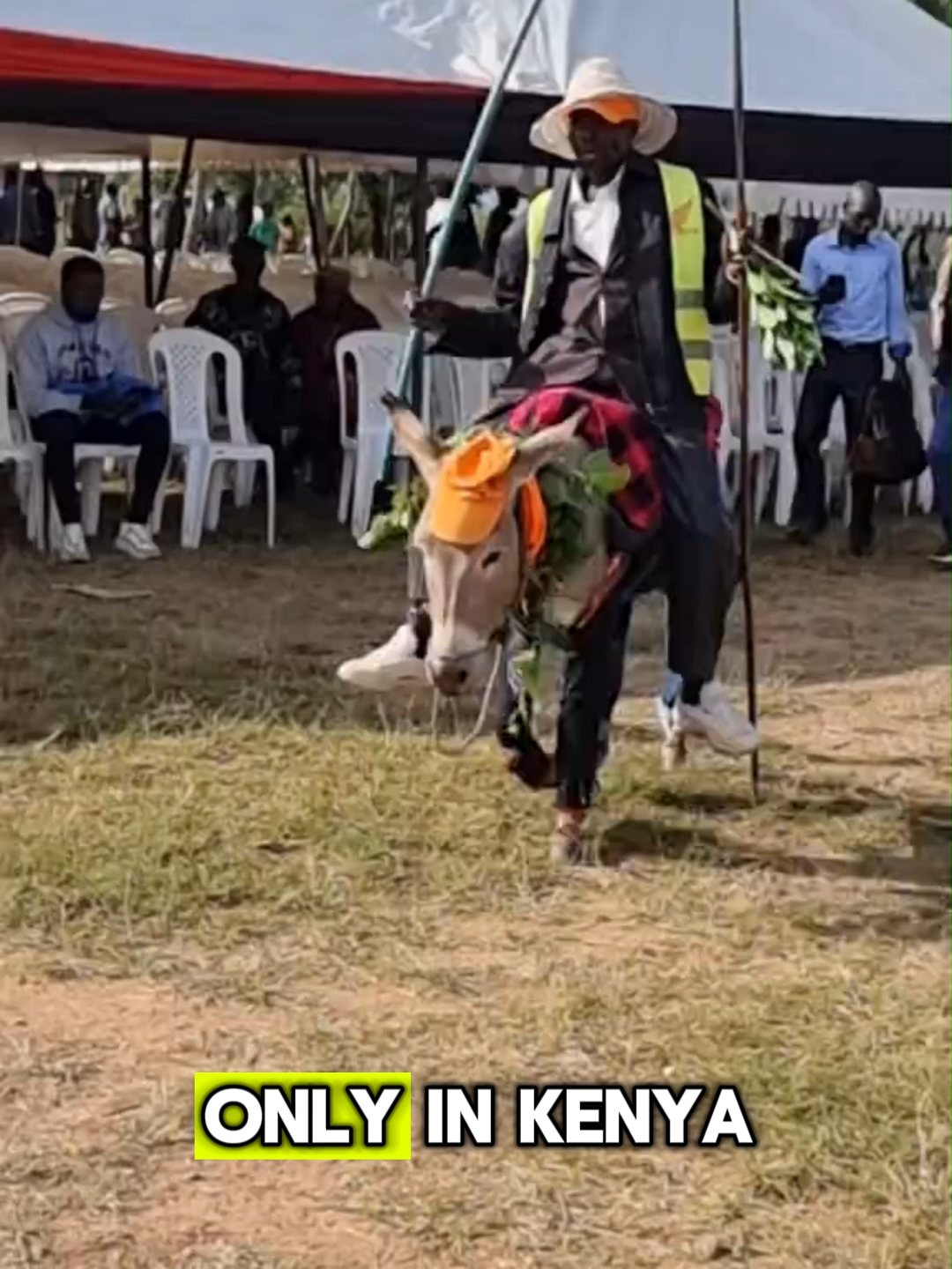Only in Kenya: Diapers for Donkeys?