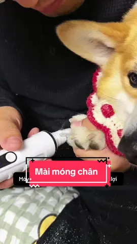 Máy mài móng chân cho thú cưng #pet #cat #dog #thucung #chomeo #meo #ticipetspa #phukienthucungticipet #lulupetspa #fyt #thanhpetspatainha #cho #xuhuongtiktok #maymai #maymaimongthucung #maymaimongchomeo #maimongcho 