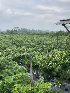 #semangatberjuang #petanicabaiindonesia #percayaproses #wongnandorbakalngundoh #pokoktlatearodisiplin #hujanextreme #sidorejopurwoharjo #banyuwangiselatan🔥 #abayomi 