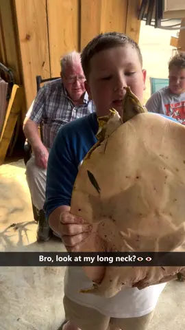 Funny Turtles 🤣🤣🤣#funny #turtles #funnyvideos #happy #animals 