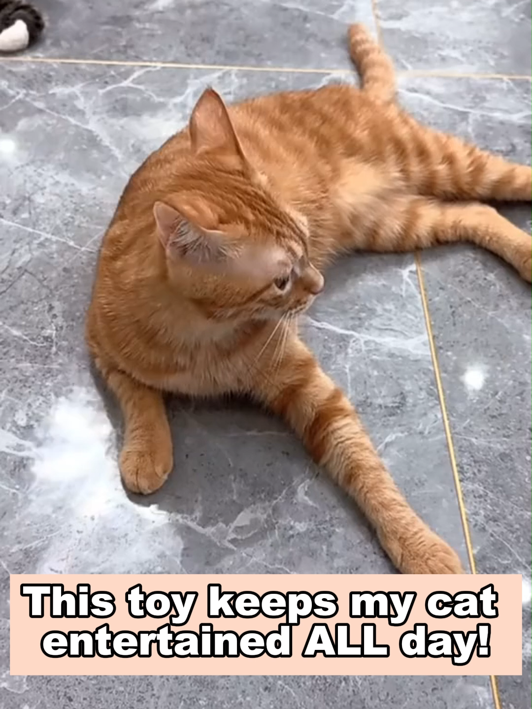 This toy keeps my cat entertained ALL day! 🐭💥 #cattoy #catlife #boredcat #catlovers #petparents #fyp #tiktokpets #funnycats #catmom #indoorcat #happycat #cutepets #catsoftiktok #musthave #catentertainment #dealsforyoudays