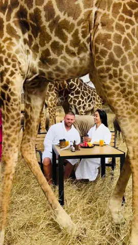 Having your breakfast while surrounded by wild animals is another experience you should never miss😎🥰   Welcome To #servalwildlife  Welcome To #Tanzania  #hakunamatata  🦒 . . #servalwildlife #zanzibar #southafrica #viral #fry #usa_tiktok #usa_tiktok #paris #tiktok #italy #philippines tiktok #tiktokviral #zanzibarisland #saudiarabia #uae #zanzibardestination #honeymoon #france #england #serengeti #tanzaniatiktok 